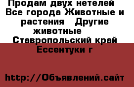 Продам двух нетелей - Все города Животные и растения » Другие животные   . Ставропольский край,Ессентуки г.